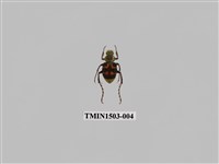 藏品(黃肩長腳花金龜)的圖片